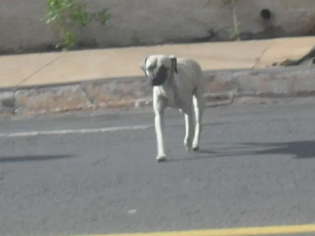 Cachorro ra a SRD idade 1 ano nome Não sei