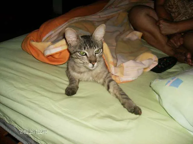 Gato ra a SRD idade 2 anos nome Joao GRATIFICA