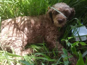 Cachorro raça PO idade  nome NÃO SEI