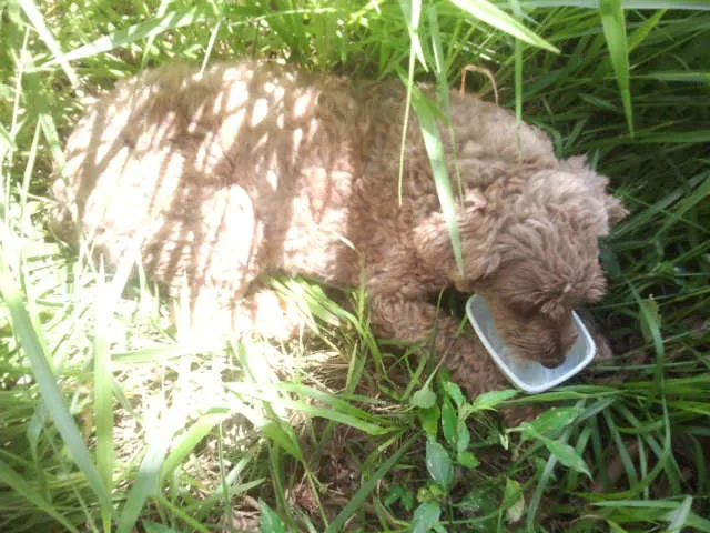 Cachorro ra a PO idade  nome NÃO SEI