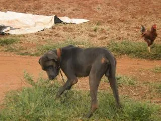 Cachorro ra a SRD idade 2 anos nome não sei