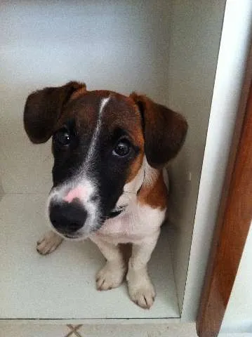 Cachorro ra a jack russel terrier idade 7 a 11 meses nome janaina GRATIFICA