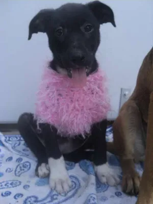 Cachorro raça SRD idade 2 a 6 meses nome Risha
