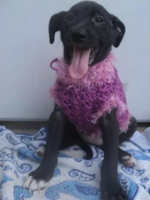 Cachorro raça SRD idade 2 a 6 meses nome Mira