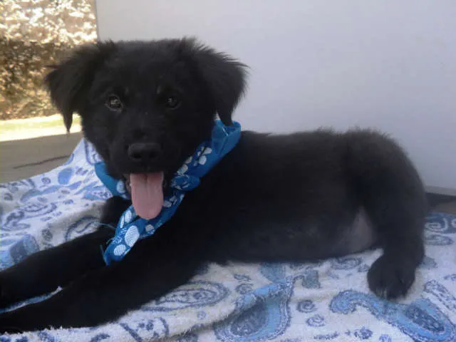 Cachorro ra a SRD idade 2 a 6 meses nome Atlas