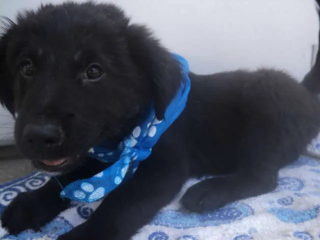 Cachorro ra a SRD idade 2 a 6 meses nome Atlas
