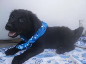 Cachorro raça SRD idade 2 a 6 meses nome Atlas