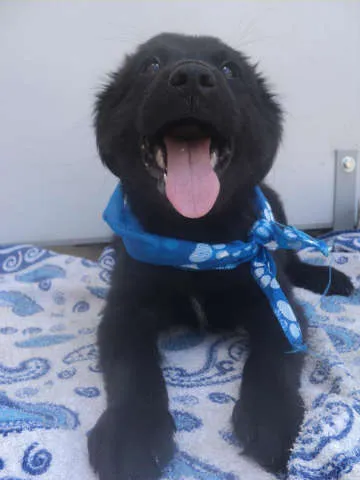 Cachorro ra a SRD idade 2 a 6 meses nome Atlas