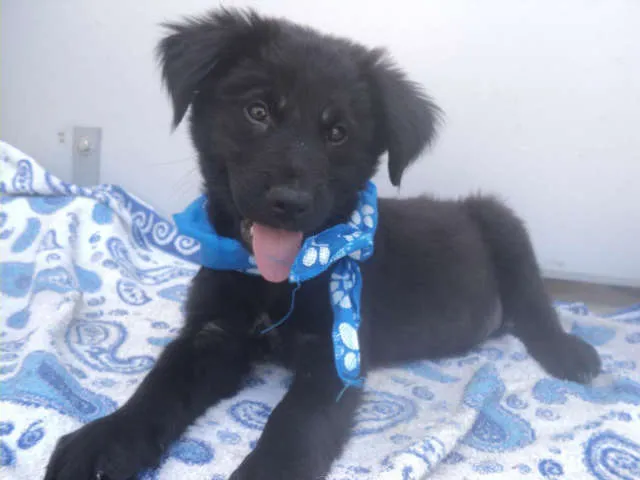 Cachorro ra a SRD idade 2 a 6 meses nome Atlas
