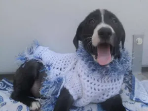 Cachorro raça SRD idade 2 a 6 meses nome Izar