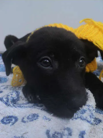 Cachorro ra a SRD idade 2 a 6 meses nome Shedir