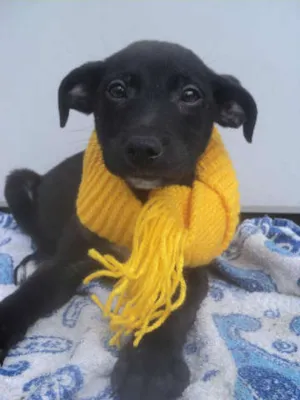 Cachorro raça SRD idade 2 a 6 meses nome Shedir