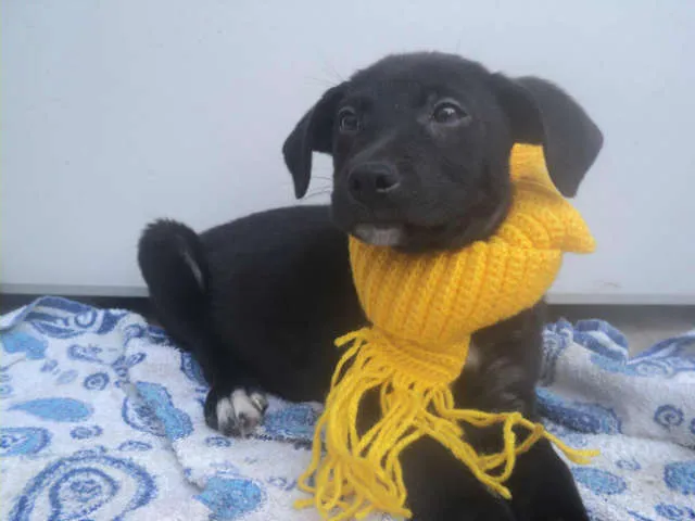 Cachorro ra a SRD idade 2 a 6 meses nome Shedir