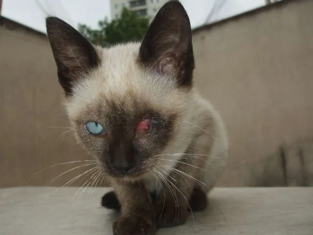Gato ra a SRD idade 2 a 6 meses nome VARIOS