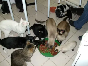Gato raça SRD idade 2 a 6 meses nome VARIOS