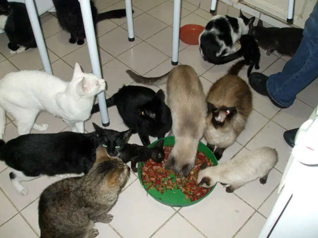 Gato ra a SRD idade 2 a 6 meses nome VARIOS