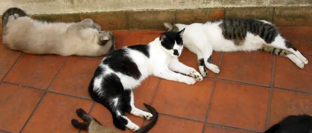 Gato ra a SRD idade 2 a 6 meses nome VARIOS