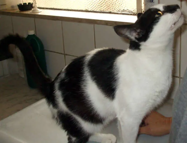 Gato ra a SRD idade 2 a 6 meses nome VARIOS
