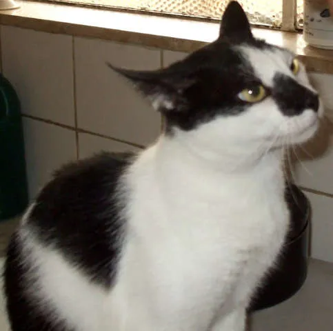 Gato ra a SRD idade 2 a 6 meses nome VARIOS