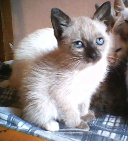 Gato ra a SRD idade 2 a 6 meses nome VARIOS