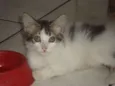 Fofura