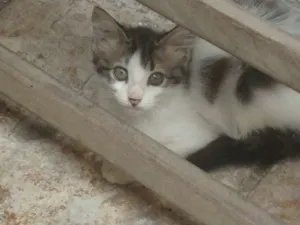Gato raça misturada idade 2 a 6 meses nome Fofura