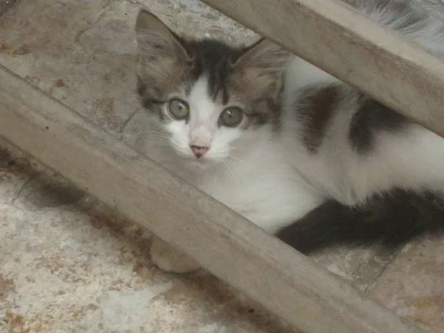 Gato raça misturada idade 2 a 6 meses nome Fofura