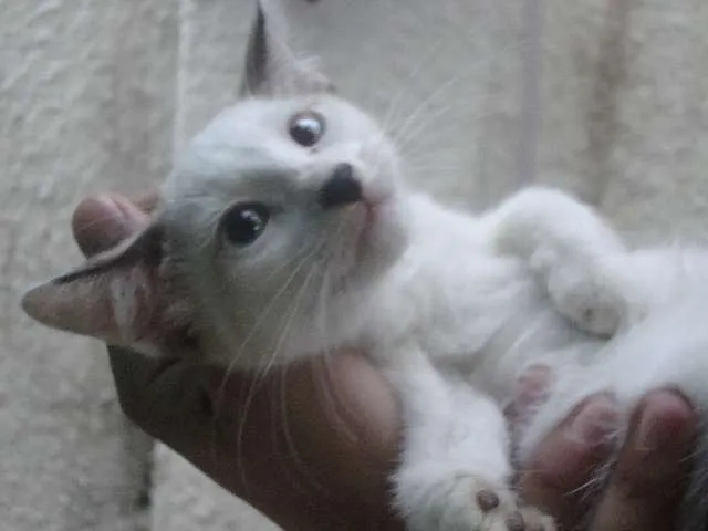 Gato raça siames idade 2 a 6 meses nome Branquinha