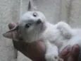 Branquinha