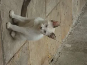 Gato raça siames idade 2 a 6 meses nome Branquinha
