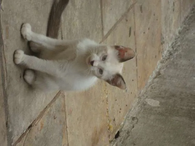 Gato raça siames idade 2 a 6 meses nome Branquinha