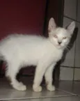 Branquinha
