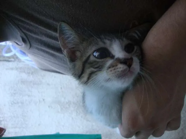 Gato raça  idade 2 a 6 meses nome Botas