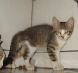 Gato raça  idade 2 a 6 meses nome Botas