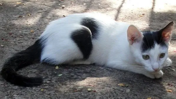 Gato ra a SRD idade 2 a 6 meses nome TOM
