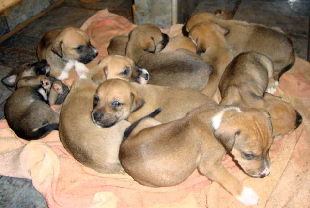 Cachorro ra a SRD idade Abaixo de 2 meses nome FILHOTES
