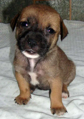 Cachorro ra a SRD idade Abaixo de 2 meses nome FILHOTES