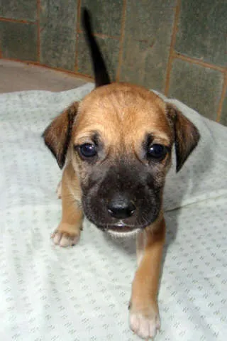 Cachorro ra a SRD idade Abaixo de 2 meses nome FILHOTES