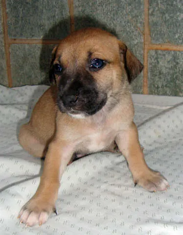 Cachorro ra a SRD idade Abaixo de 2 meses nome FILHOTES