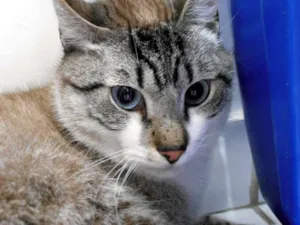 Gato raça srd idade 3 anos nome Eros