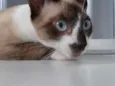 Simba
