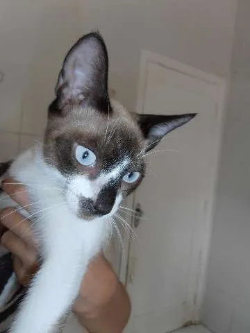 Gato ra a srd idade 2 a 6 meses nome Simba