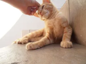 Gato raça srd idade 2 a 6 meses nome Lion 