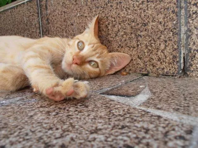 Gato ra a srd idade 2 a 6 meses nome Lion 