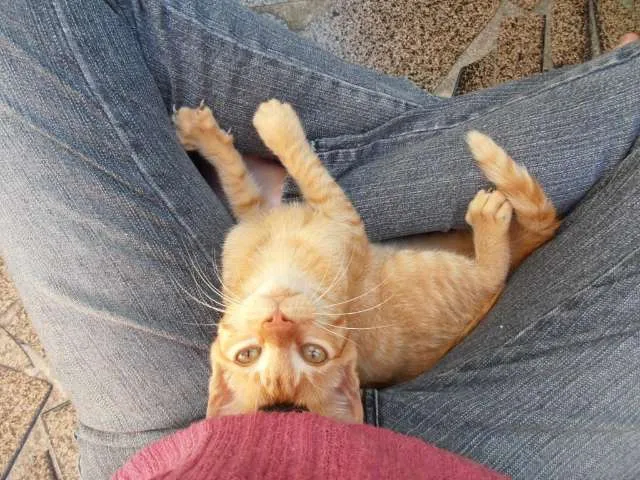 Gato ra a srd idade 2 a 6 meses nome Lion 