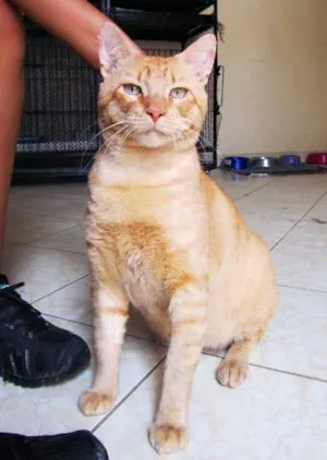 Gato raça srd idade 3 anos nome Magoo