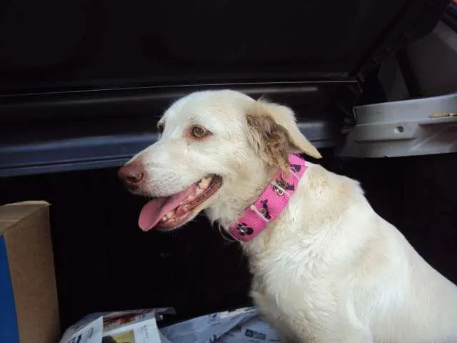 Cachorro raça SRD idade 2 anos nome Ana
