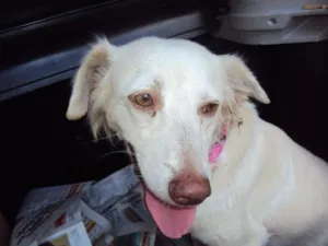Cachorro raça SRD idade 2 anos nome Ana