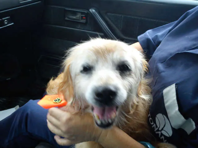 Cachorro ra a vira lata idade 6 ou mais anos nome sem nome