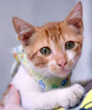 Gato raça SRD idade 2 a 6 meses nome MINGAU